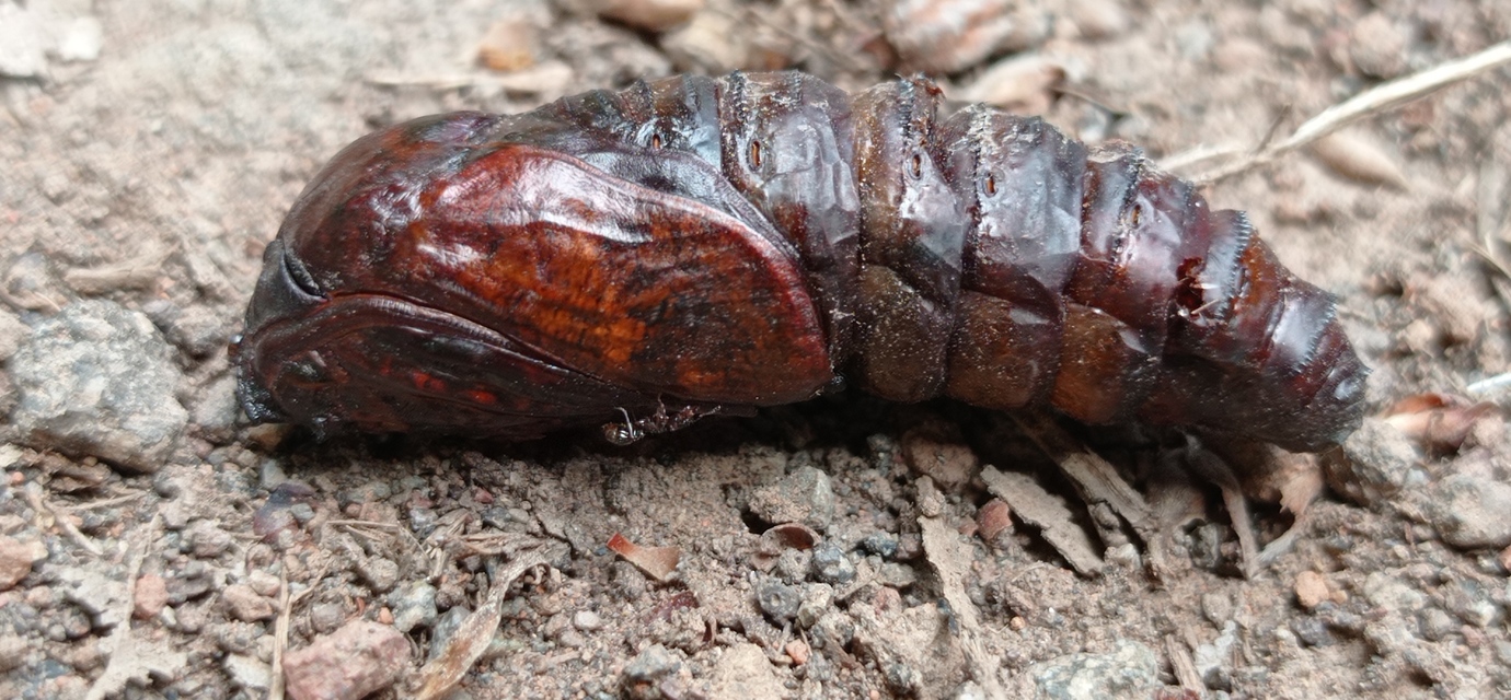 Cossus cossus - fűzfarontólepke