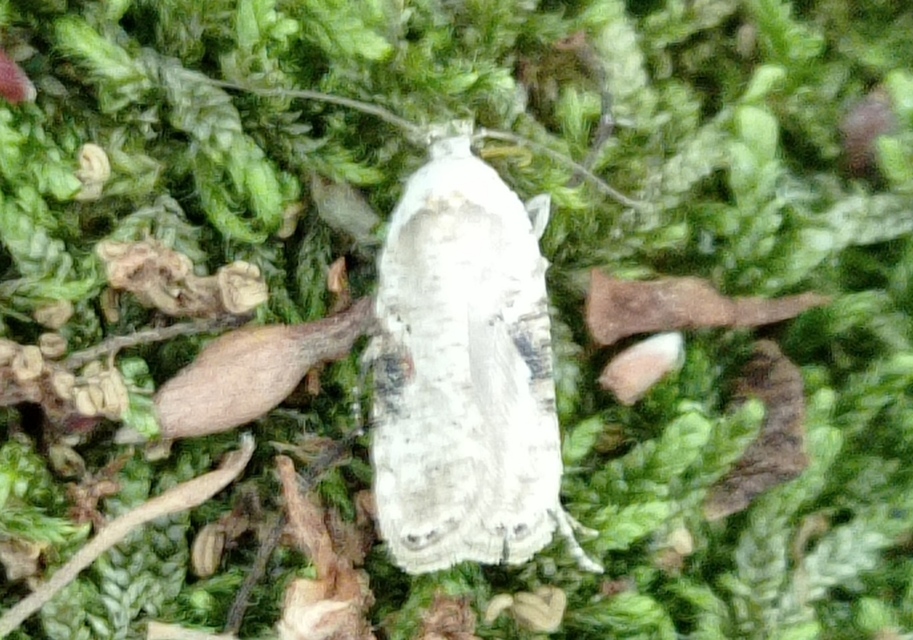 Agonopterix alstromeriana - bürök-laposmoly