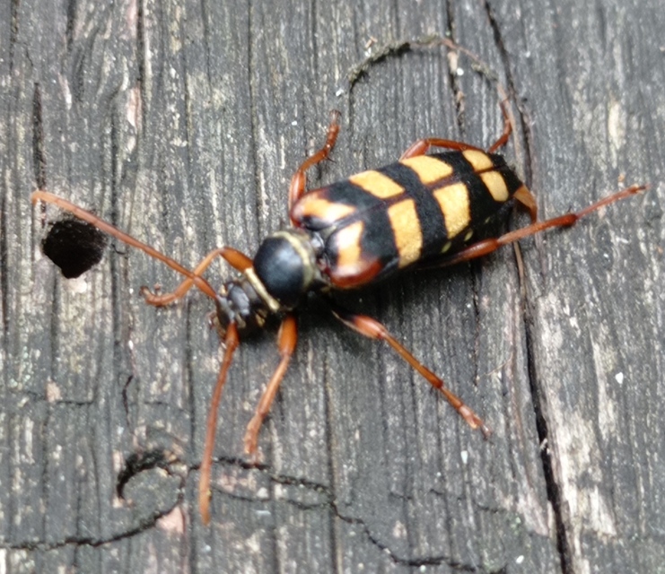 Leptura aurulenta - sárgaszőrű szalagoscincér