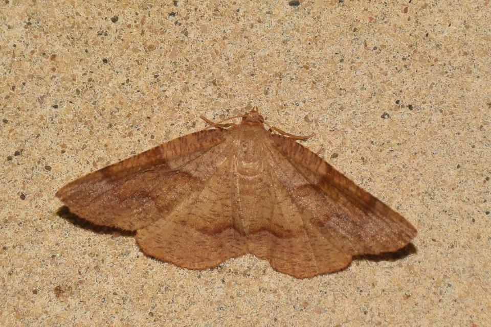 Plagodis pulveraria - szemcsés araszoló