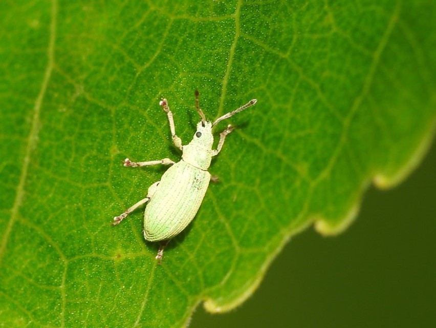 Phyllobius virideaeris - halványzöld levélormányos