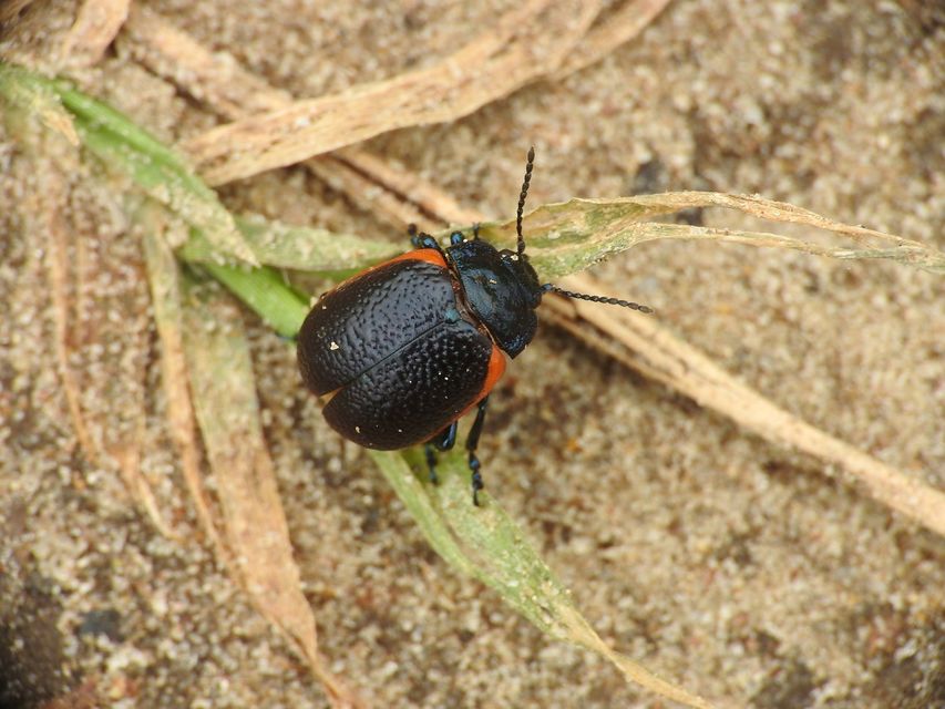 Chrysolina kuesteri - ráncos szegélyeslevelész
