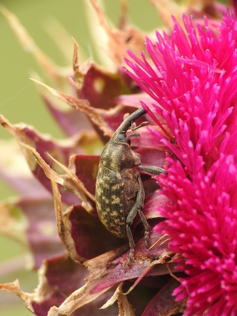 Larinus sturnus - aszat-púderbarkó