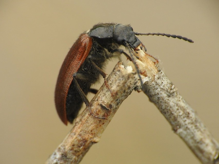 Omophlus lividipes - kis pejbogár Omophlus lividipes - kis pejbogár