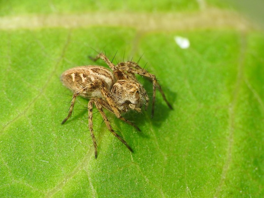 Oxyopes heterophthalmus - homoki hiúzpók