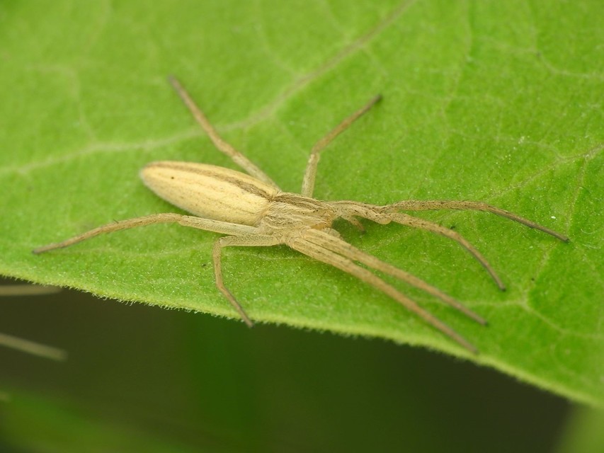 Tibellus oblongus/maritimus