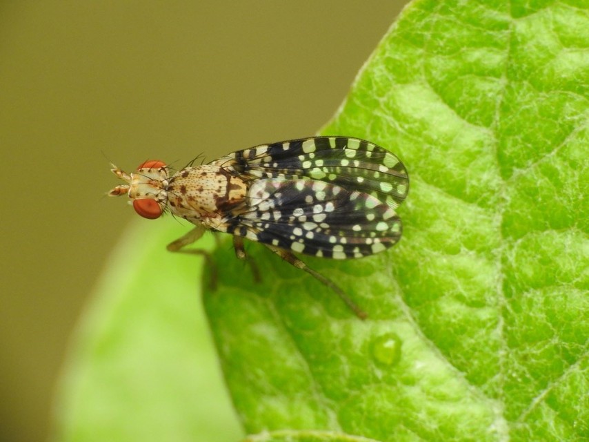 Trypetoptera punctulata - pirosszemű szarvaslégy