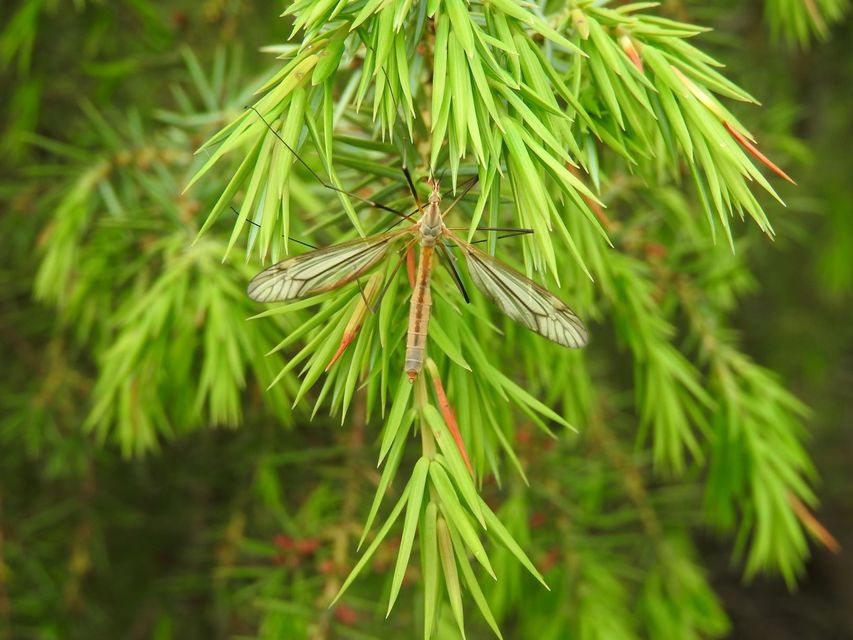 Tipula vernalis