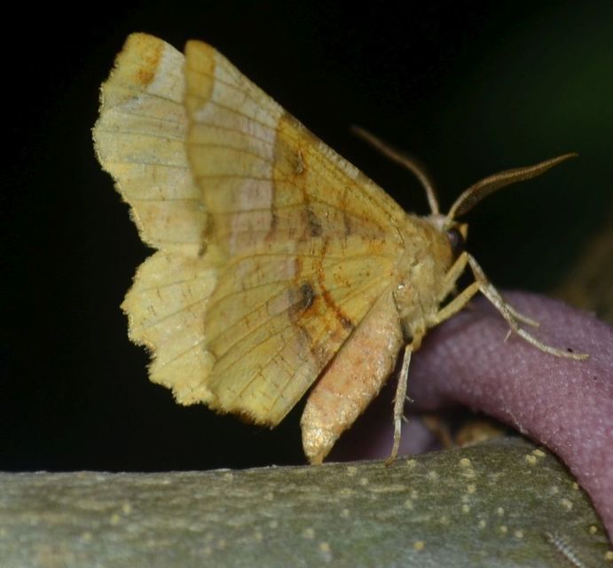 Selenia lunularia - egyfoltos holdasaraszoló