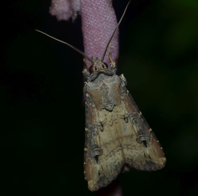 Agrotis ipsilon - nagy földibagoly