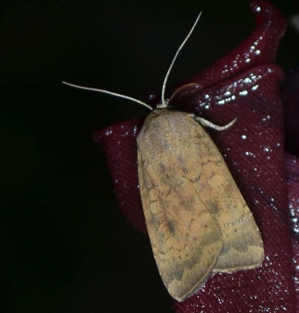 Noctua interjecta - zömök sárgafűbagoly