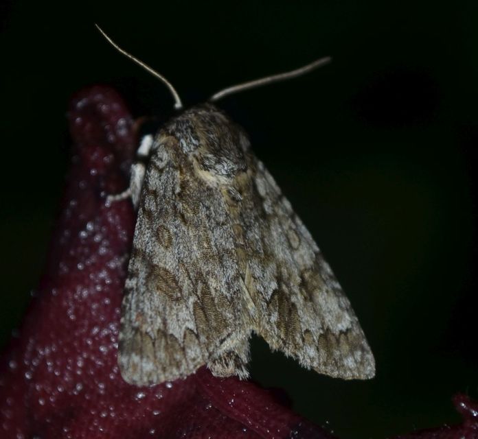 Acronicta auricoma - aranyos szigonyosbagoly