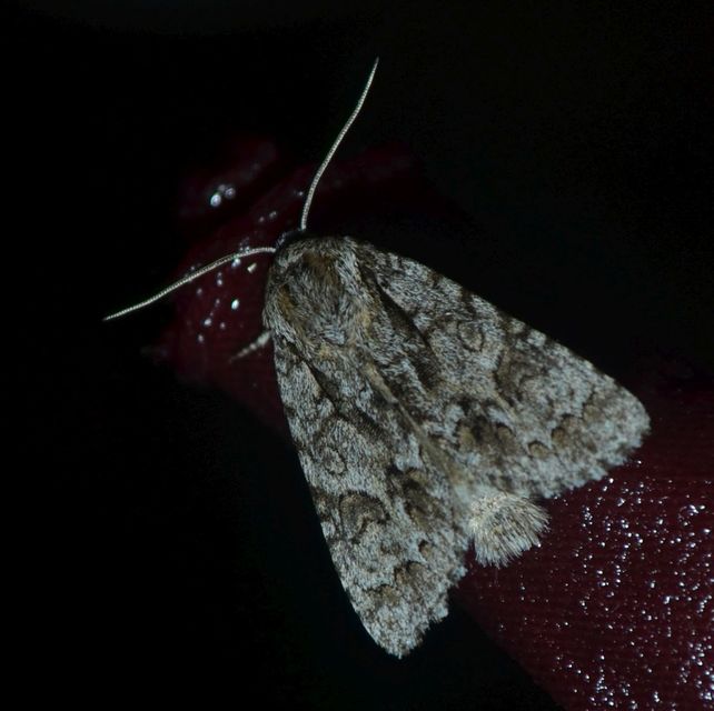 Acronicta auricoma - aranyos szigonyosbagoly