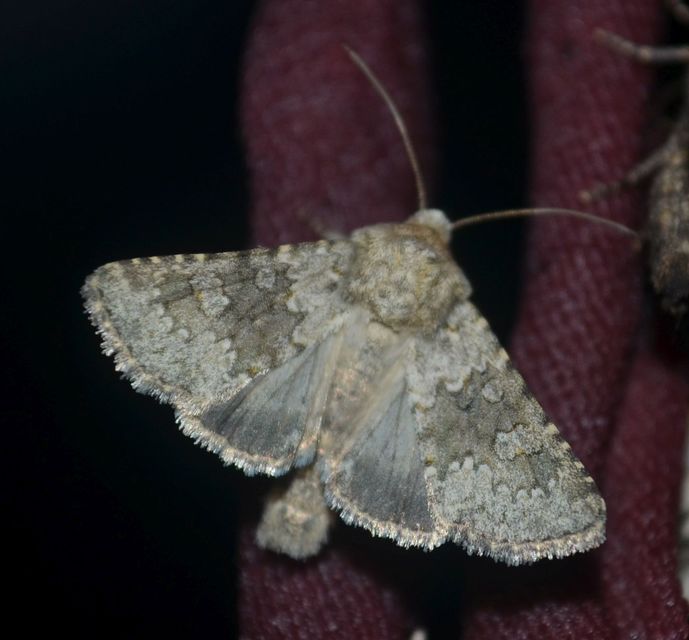 Hecatera dysodea - parajbagoly