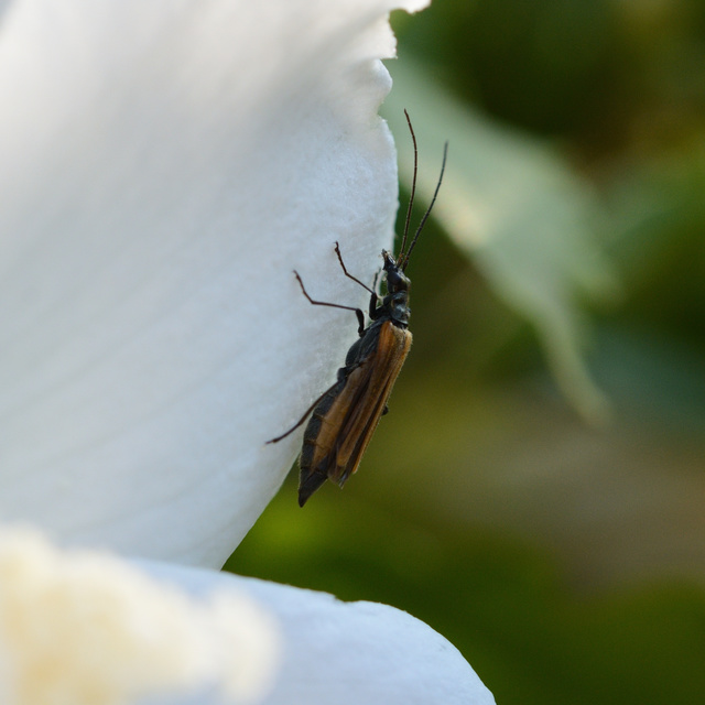 Oedemera femorata - sárgahátú álcincér