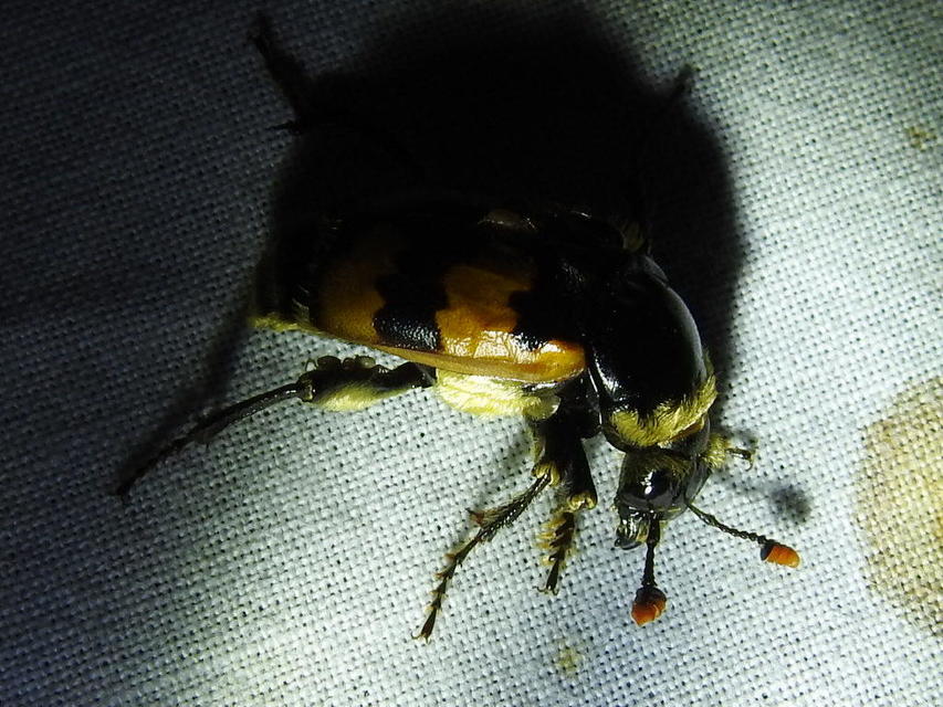 Nicrophorus vespillo - közönséges temetőbogár