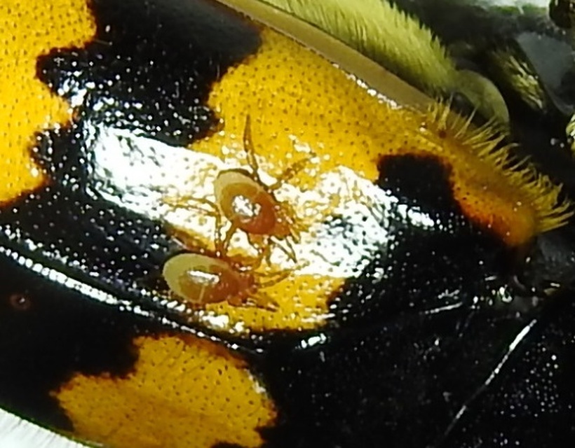 Parasitidae