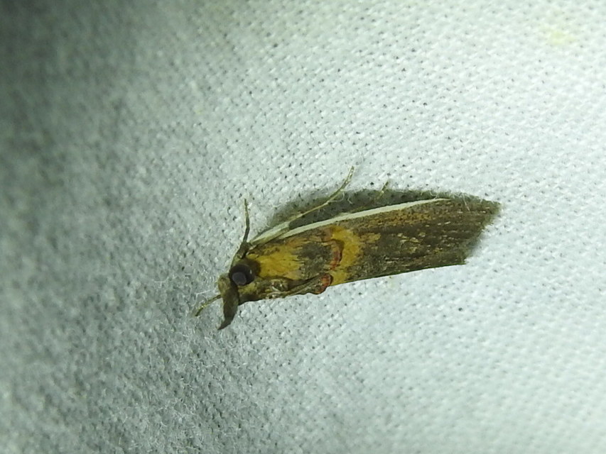 Etiella zinckenella - akácmoly