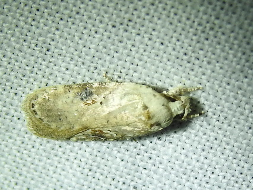 Agonopterix alstromeriana - bürök-laposmoly