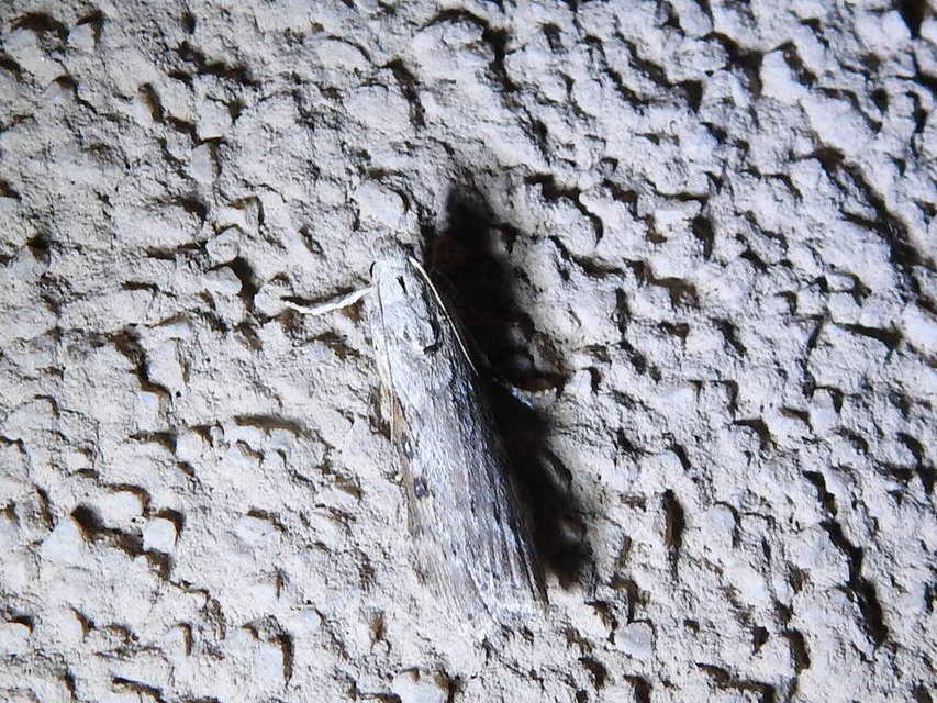 Lamoria anella - törmelékmoly