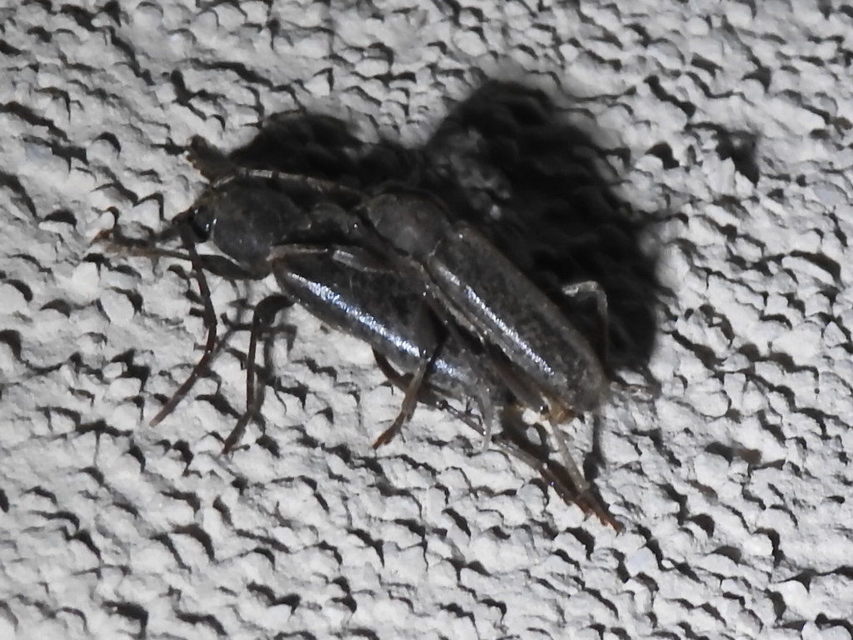 Trichoferus campestris - szállóvendég éjicincér