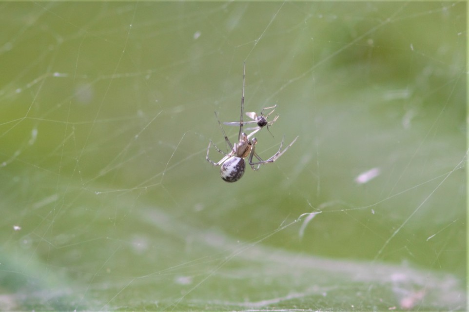 Linyphia triangularis - háromszöges vitorláspók