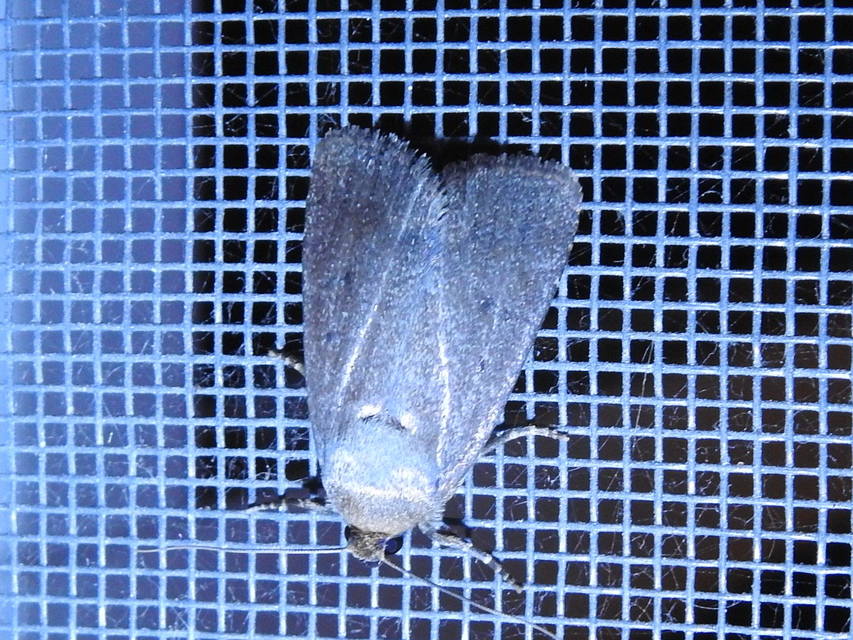 Amphipyra tragopoginis - bakszakállbagoly