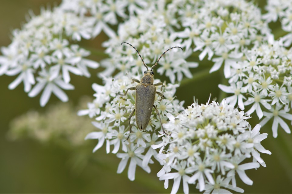 Lepturobosca virens