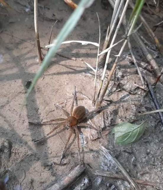 Dolomedes plantarius - parti vidrapók