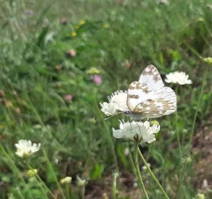 Pontia edusa - rezedalepke