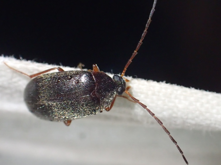 Hymenalia rufipes - rőtlábú alkonybogár