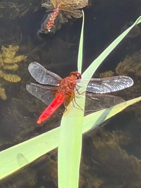 Crocothemis erythraea - skarlát szitakötő