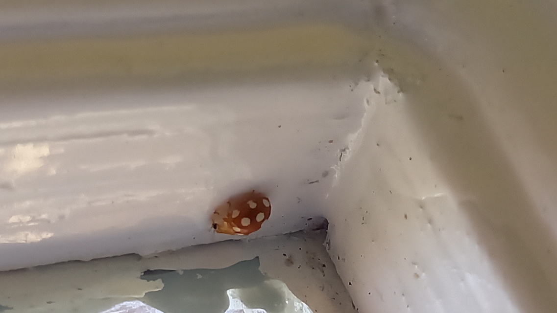 Vibidia duodecimguttata - tizenkétcseppes füsskata