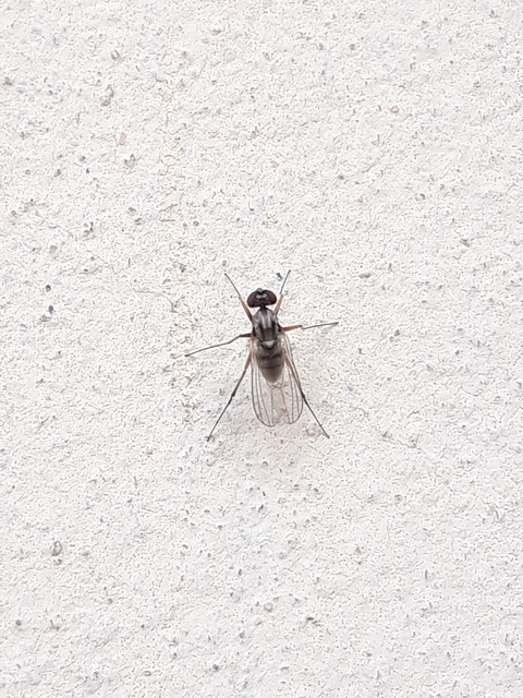 Medetera