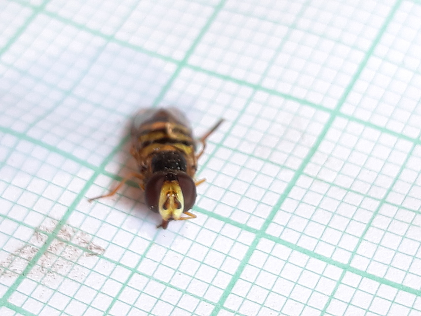 Eupeodes