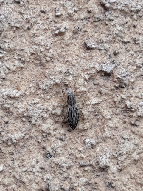 Pseudicius encarpatus - kéregugrópók