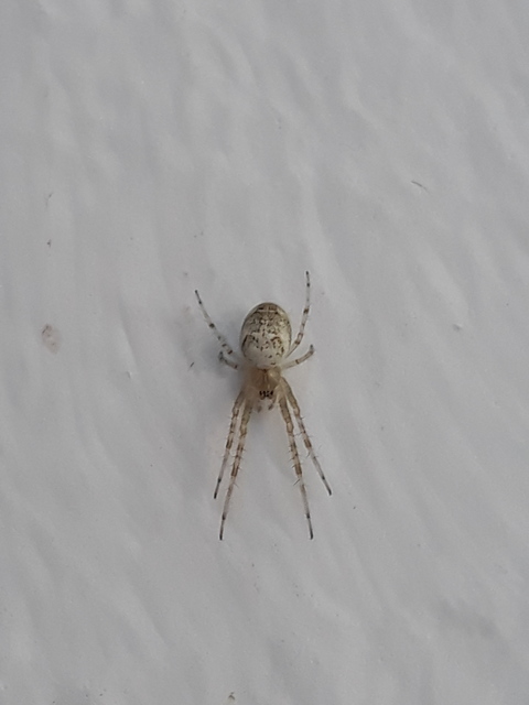 Metellina segmentata/mengei