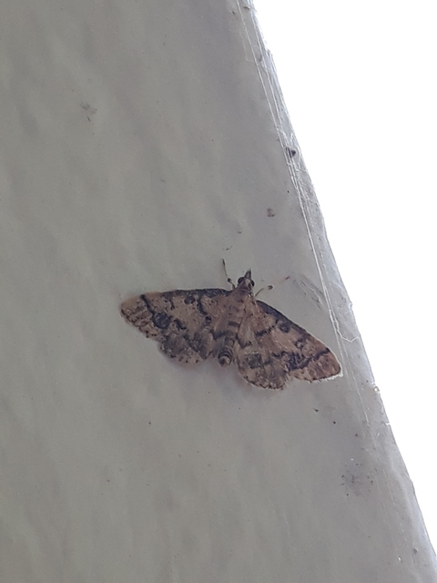 Metasia ophialis - kígyósávos tűzmoly
