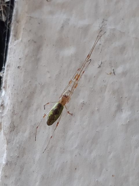 Tetragnatha