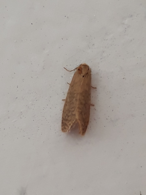Bijugis bombycella - alkonyati zsákhordólepke