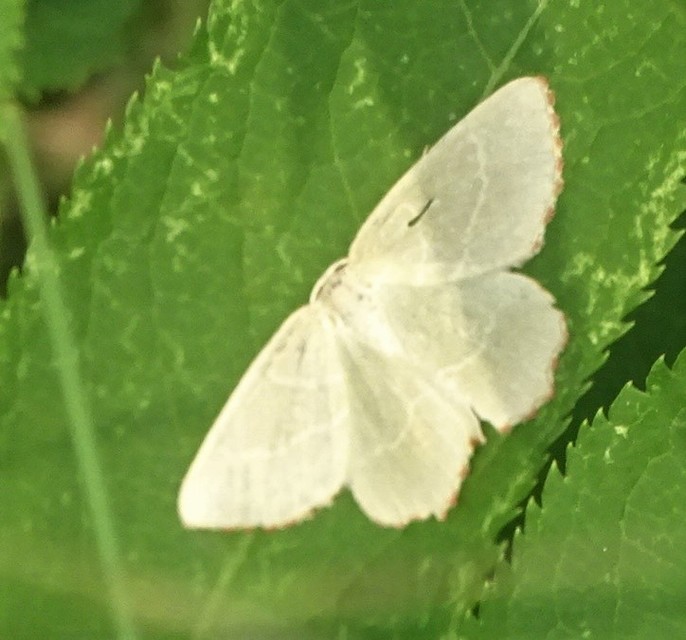 Thalera fimbrialis - csipkésszélű zöldaraszoló