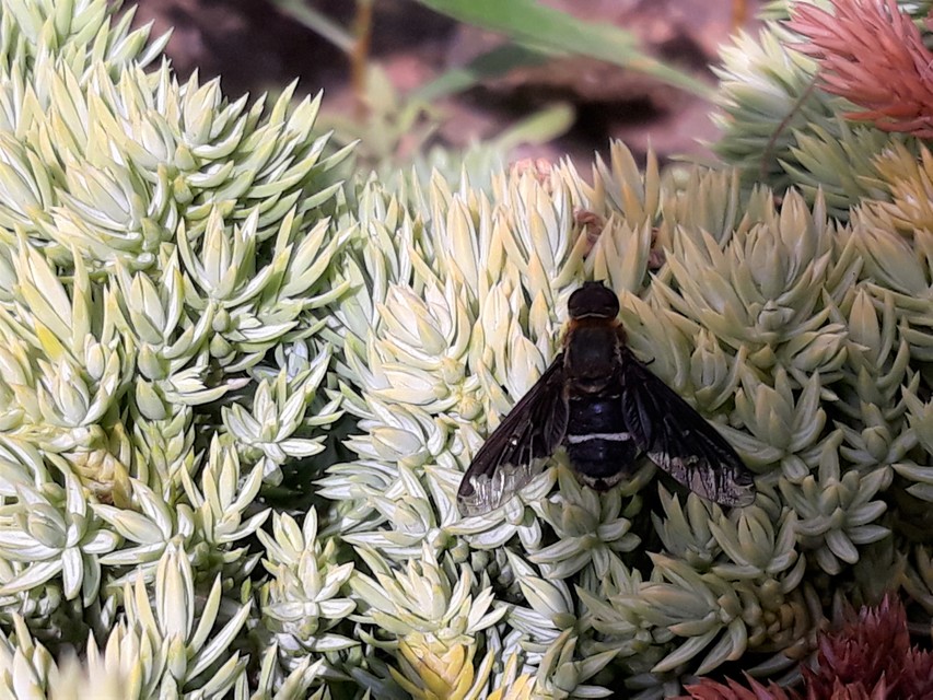 Hemipenthes velutina - bársonyos gyászlégy