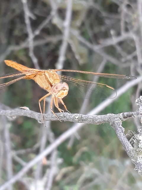 Crocothemis erythraea - skarlát szitakötő