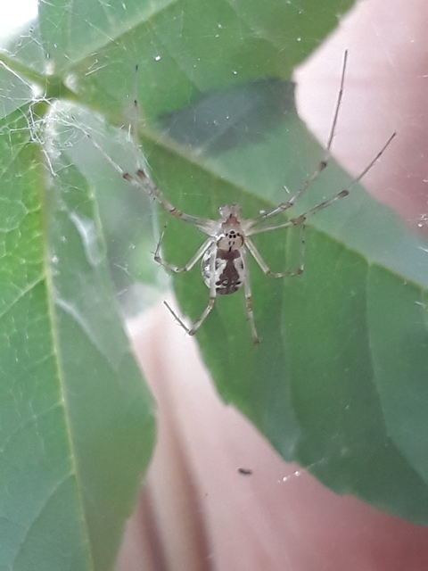 Linyphia triangularis - háromszöges vitorláspók