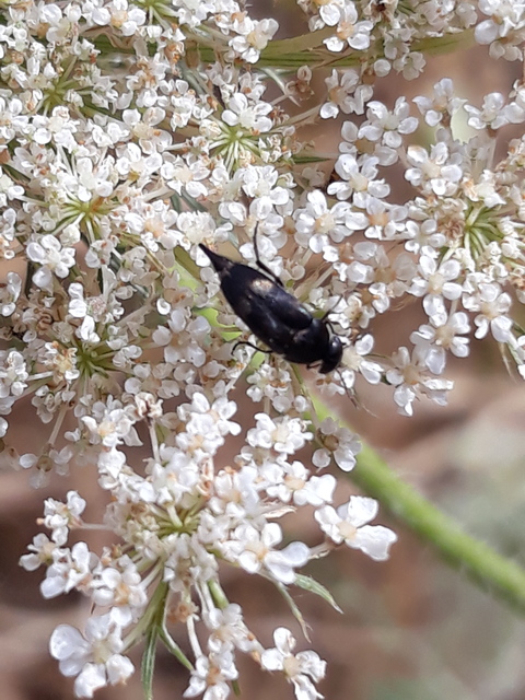 Variimorda villosa - szalagos maróka