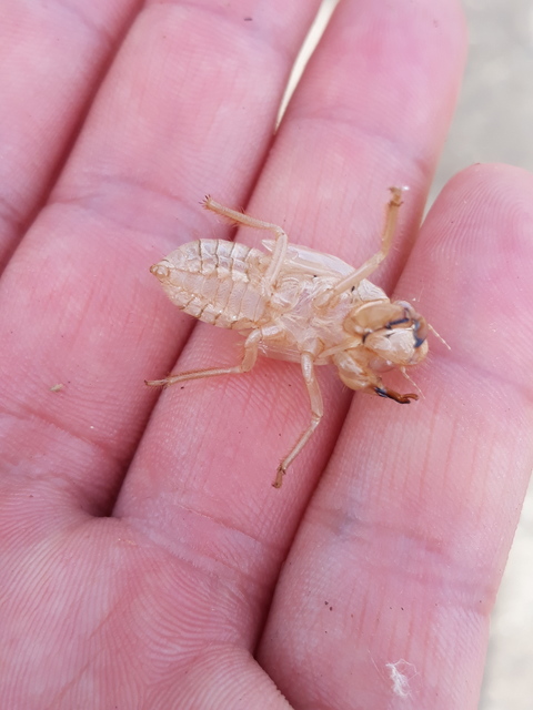 Tibicina haematodes - óriás-énekeskabóca