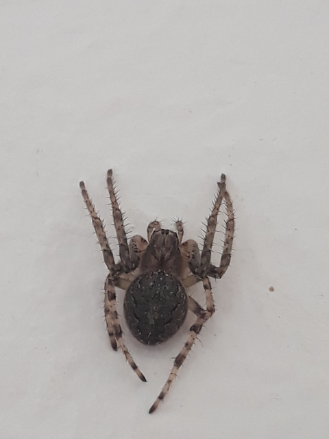 Larinioides ixobolus - ereszalji keresztespók