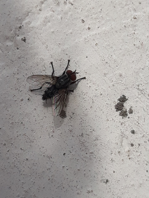 Sarcophagidae - húslégyfélék