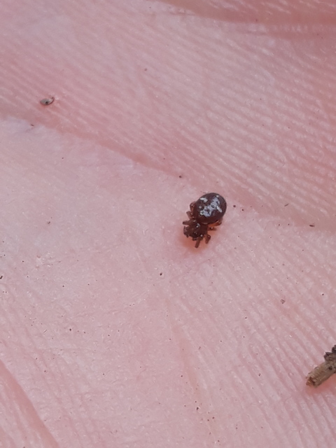 Asagena phalerata/meridionalis