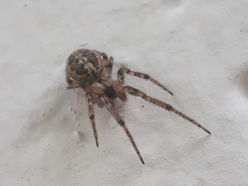 Leviellus